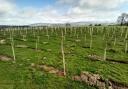 Trees have been planted at Broughton, as part of the White Rose Forest