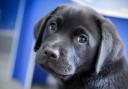 Guide Dogs charity is looking for puppy raisers