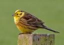 Yellowhammer. Picture by Roger Nelson