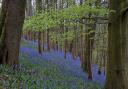 Bluebell wood by Roger Nelson