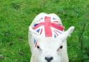 Jubilee lamb: Picture Linda Windle