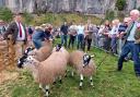 Sheep judging at Kilnsey Show