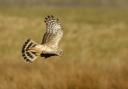A young male hen harrier