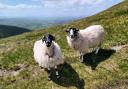 Sheep on the Howgills