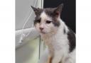 Casper, one of the cats cared for by Yorkshire Cat Rescue