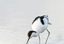 Avocet - one of the most popular images in the show