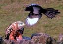 Red kite and magpie
