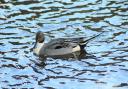 Pintail duck in Silsden