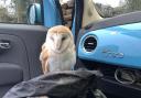 The barn owl recovering in Alicia's car