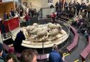 Ewes and lambs in the sale ring