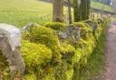 A moss covered stone wall at Foulridge