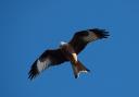 A beautiful red kite