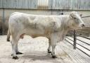 Fred Andrews’ 1st prize and top price Charolais beef feeding cow