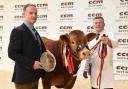 Garrowby Farms’ farm manager Clive Rowland with the Northern Limousin Extravaganza supreme champion bull, joined by judge Lllyr Hughes.