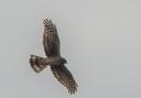 A female hen harrier Picture: Tim Melling