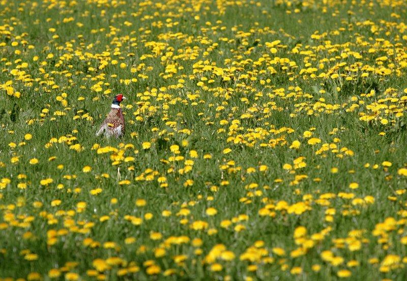 The striking colours of this male pheasant stand out against the sea of yellow and green in this photograph captured at Austwick.  
