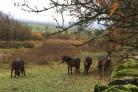 Exmoor ponies sheltering from the wind, by Brenda Northrop