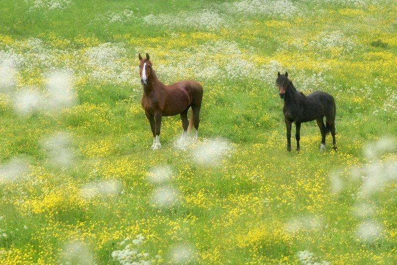 Standing among a carpet of buttercups and cow parsley, these two horses pose for the camera in a meadow near Kildwick.