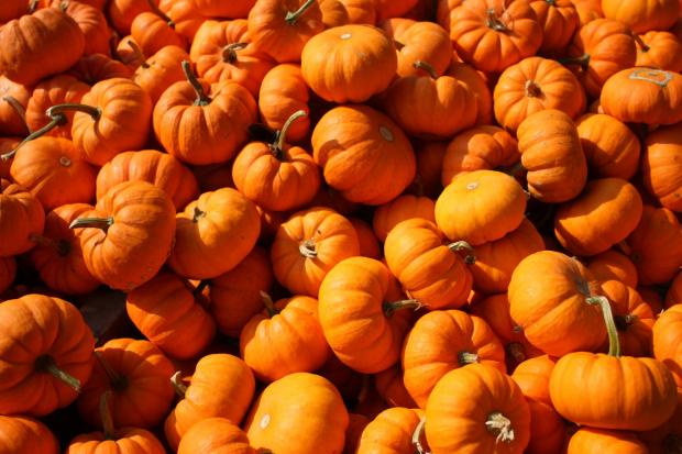 Craven Herald: Pumpkins (Canva)
