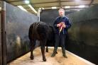 Skipton auction mart’s January prime cattle champion