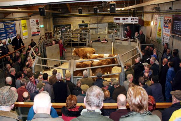 Store cattle sale at Skipton. Stock picture