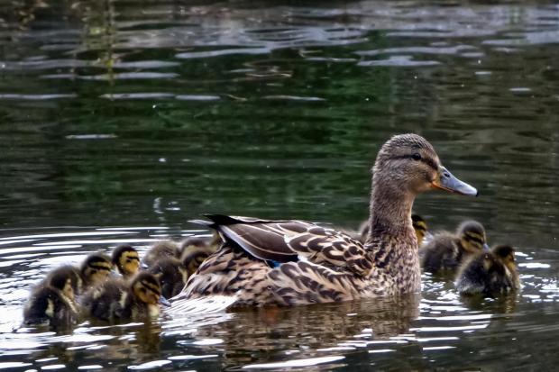 Ducks on Skipton Canal by Brian Simpson