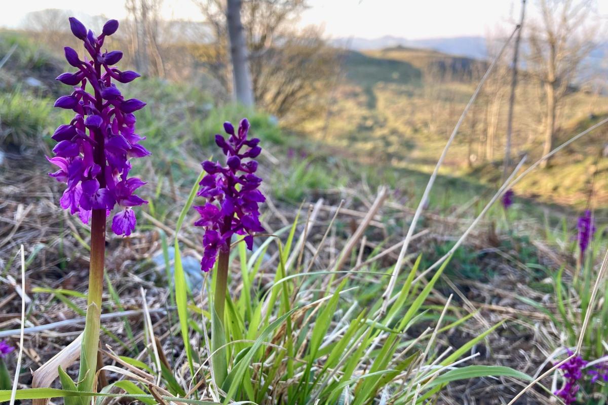 Early purple orchids on Giggleswick Scar by Paul Kelly