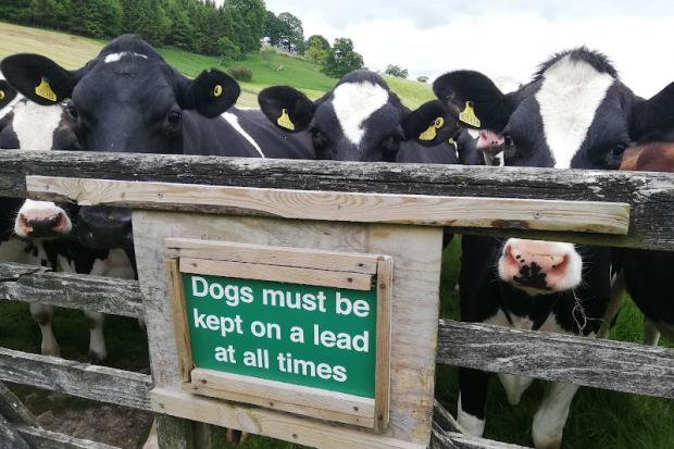 Warning issued to walkers crossing fields with cattle