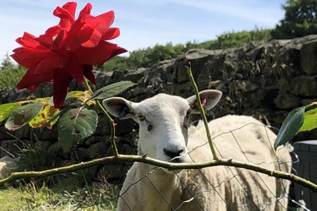 A sheep posing with a rose as it peers over a garden wall by Sylvia Katz
