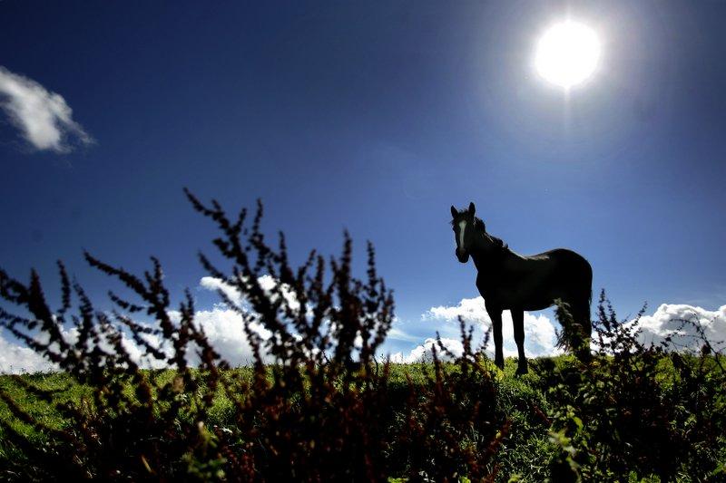 A lone horse stands silhouetted against the late afternoon sun on Draughton Moor 