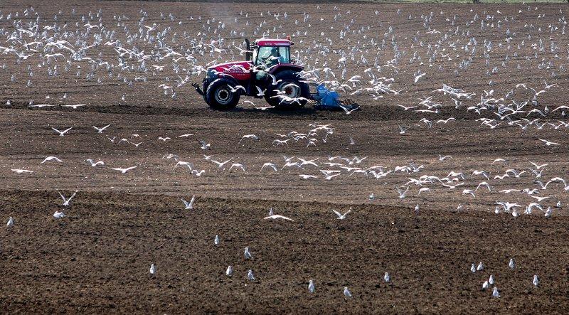 A flock of seagulls follows a Gargrave farmer in anticipation of what his machinery will uncover as he prepares his land for next season’s crops.