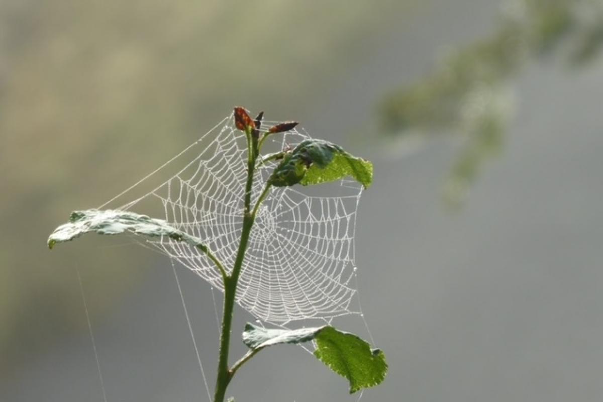 A spider’s web by Katie Platts
