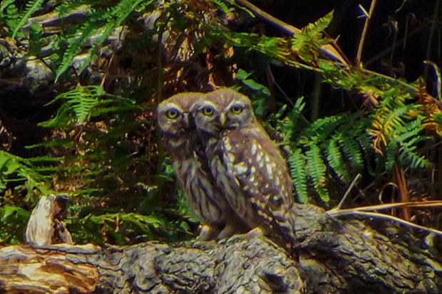 Young little owls. Picture Roger Nelson