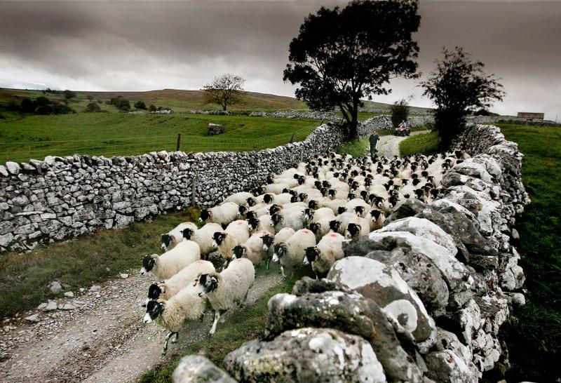 Farmer Neil Heseltine leads a flock of sheep down from Malham Moor