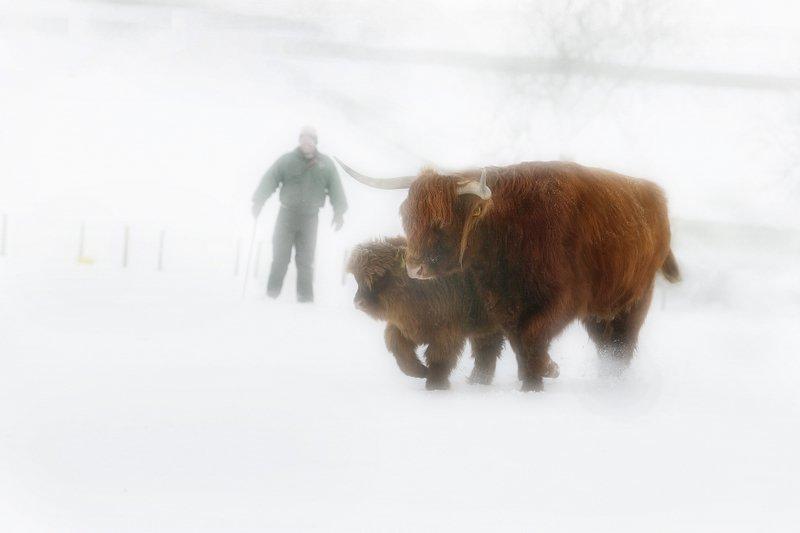 Hellifield Highland Cattle breeder Robert Phillip leads a cow and calf across the snow-covered moorland 