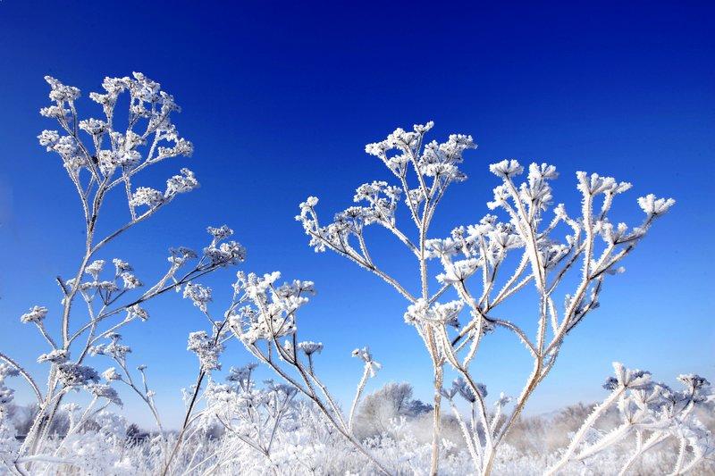 This winter wonderland scene shows a bunch of cow parsley covered in a deposit of white ice crystals – a phenomenon known as a hoar frost.