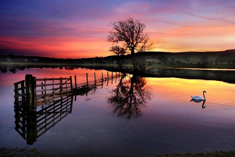 A swan glides across flood waters in the Aire Valley as the sun sets