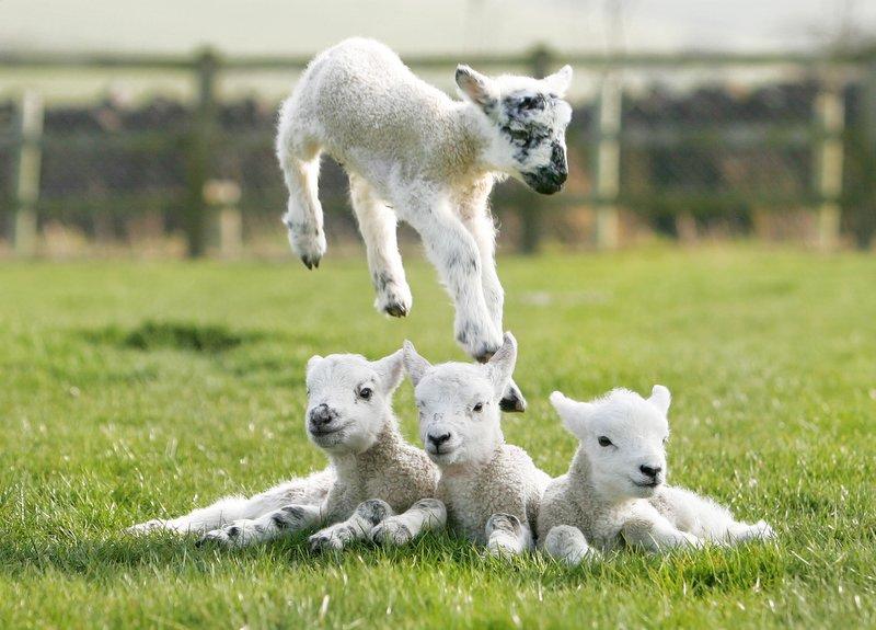 One of the most visual signs of spring is the joyous sight of gambolling lambs, such as these, having fun in their early days of life.