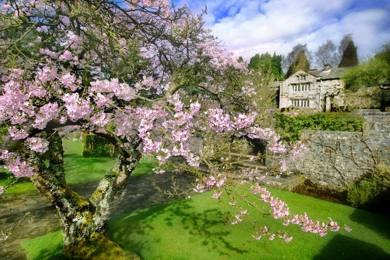 An oriental blossom in the grounds of Parcevall Hall is captured in full bloom 