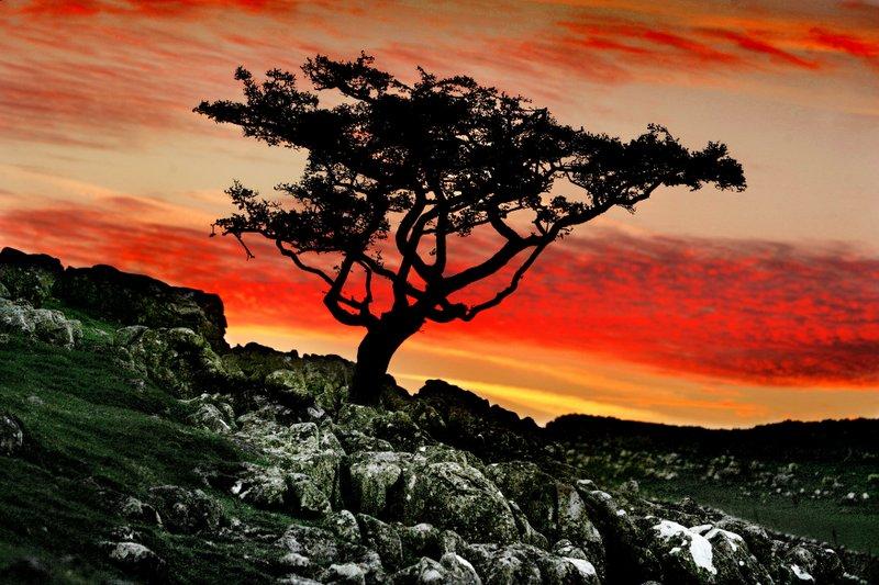 Isolated against a dramatic red sky, this lonely hawthorn tree is starkly picked out as it protrudes amidst the limestone rocks on the hills above Skirethorns in The Dales