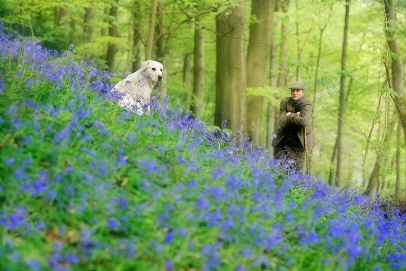 Gamekeeper Charlie Matthews and his trusty labrador Dillon are pictured admiring a sea of bluebells at Strid Wood, Bolton Abbey