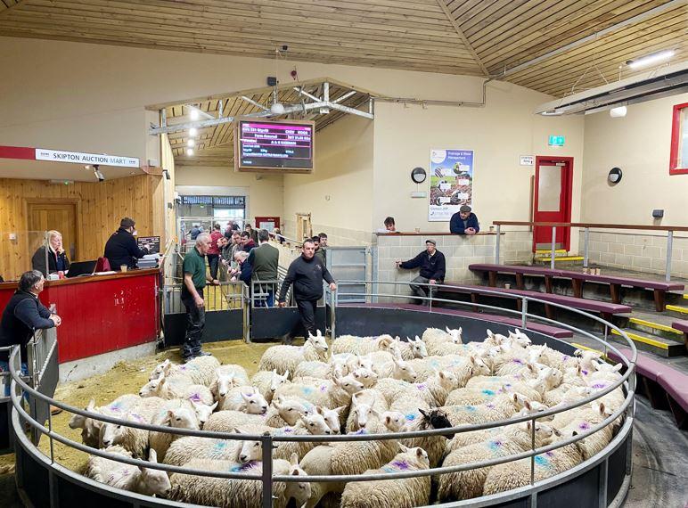 Impressive prime sheep turnout at CCM Auctions, Skipton 