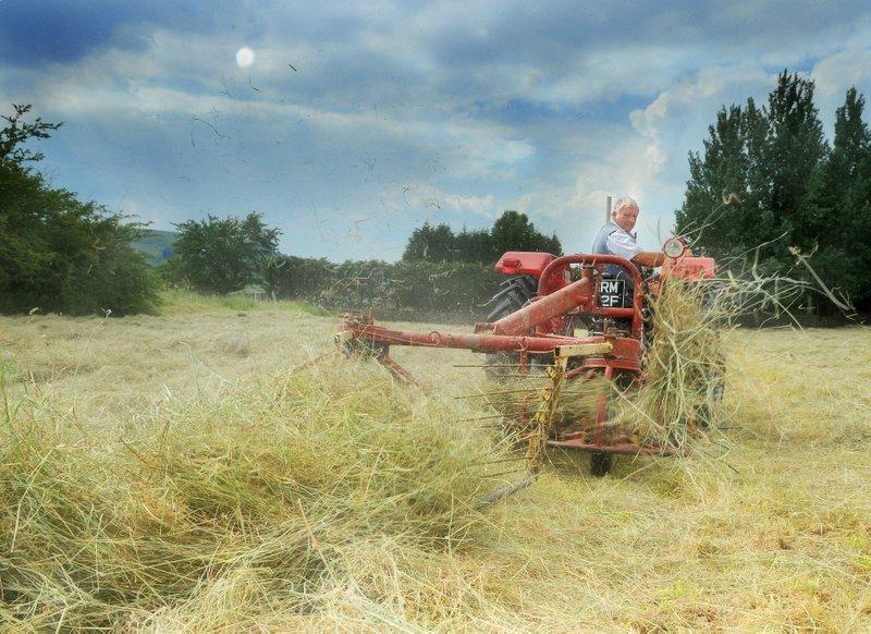 Making hay while the sun shines is Geoff Dunn, of Cross Hills, using his prized 1967 Massey Ferguson 135 tractor