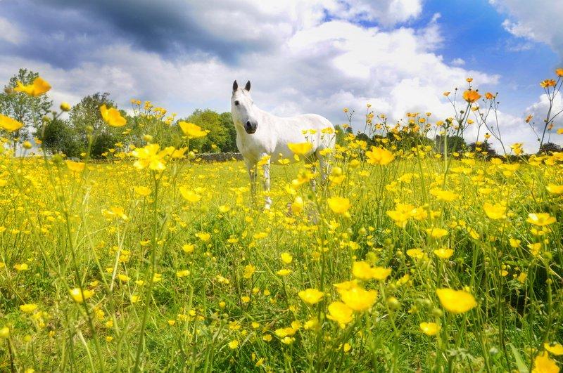 Stroller the horse in his field of buttercups in Cracoe
