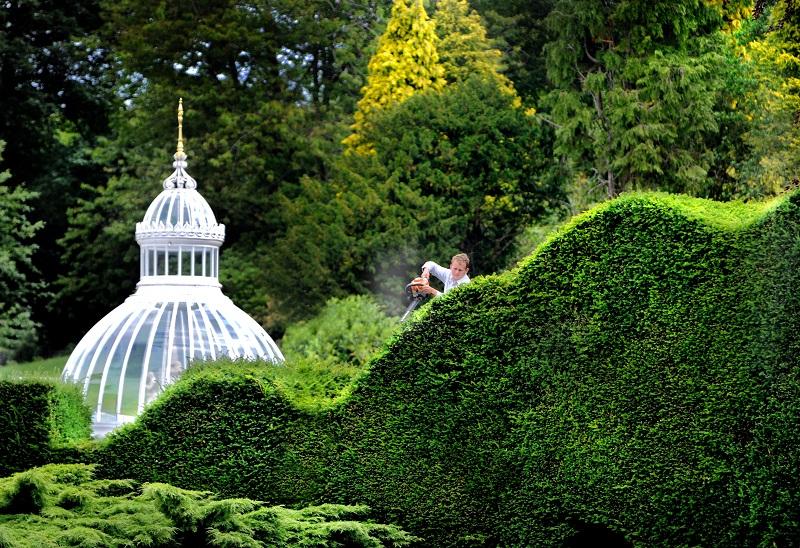 Broughton Hall gardener Richard Preston creates a topiary wave-effect on historic yew trees