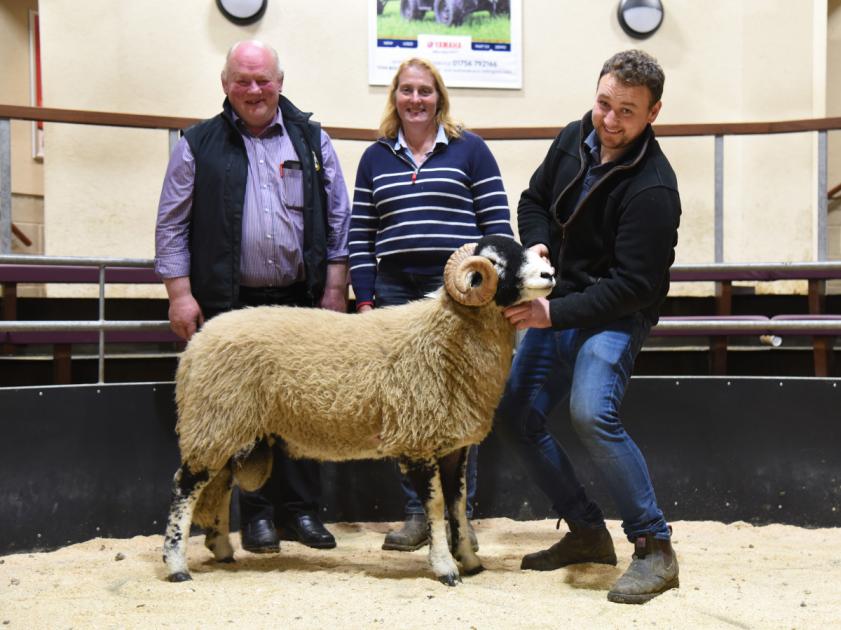 Buckle brace tie up top prices at CCM Swaledale rams highlight 