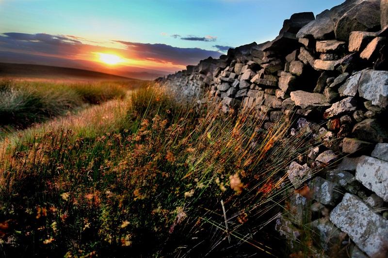The orange hues of the late evening sun light up the windswept grasses and drystone wall in this scene captured near Elslack. 