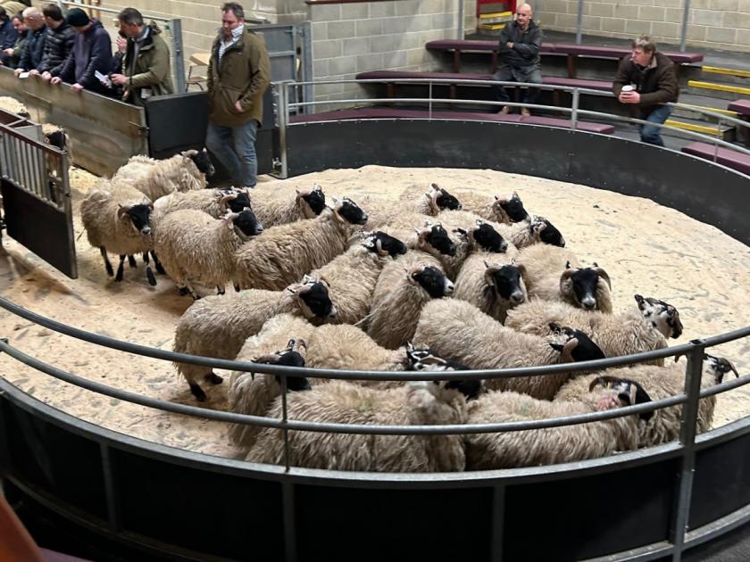 Sheep prices at Skipton Auction Mart see averages up on week 