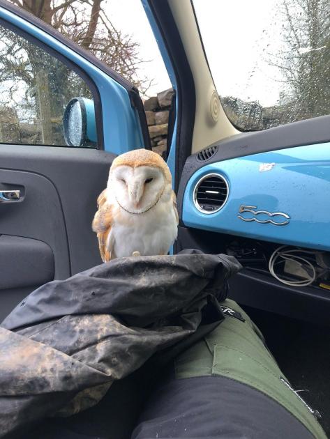 Barn owl hitches a lift after surviving Malham collision 