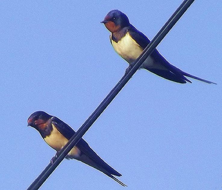 Photo: First sighting this year of swallows in Craven 